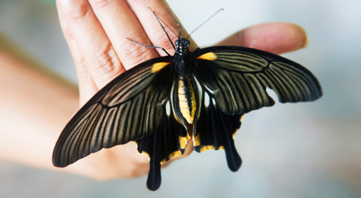butterfly option - butterfly option strategy - illustration papillon main