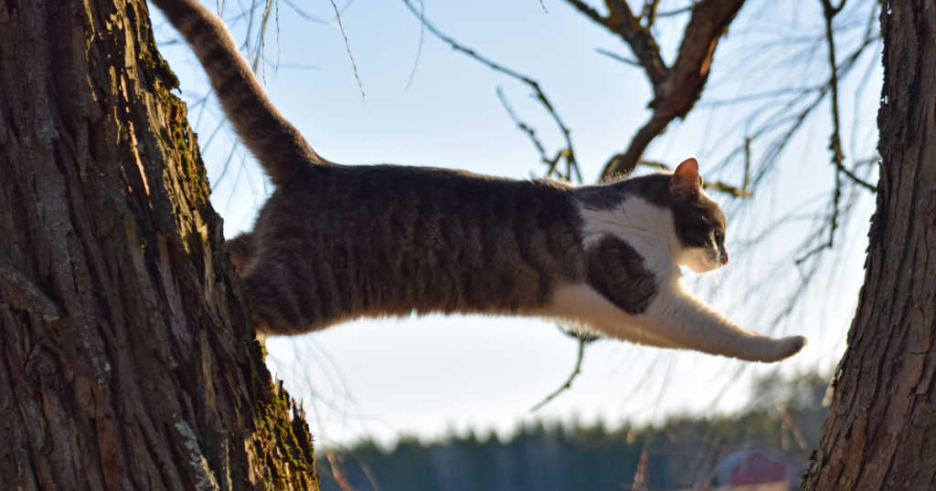 dead cat bounce - dead cat bounce trading - illustration saut chat arbre