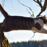 dead cat bounce - dead cat bounce trading - illustration saut chat arbre