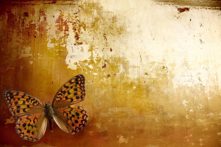 stratégies options – butterfly options - image papillon